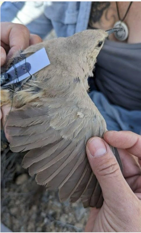 CTT tag on LeConte's thrasher wing