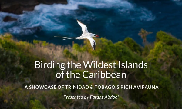 Birding the Wildest Islands of the Caribbean